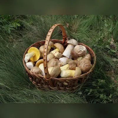 Panier de champignons frais