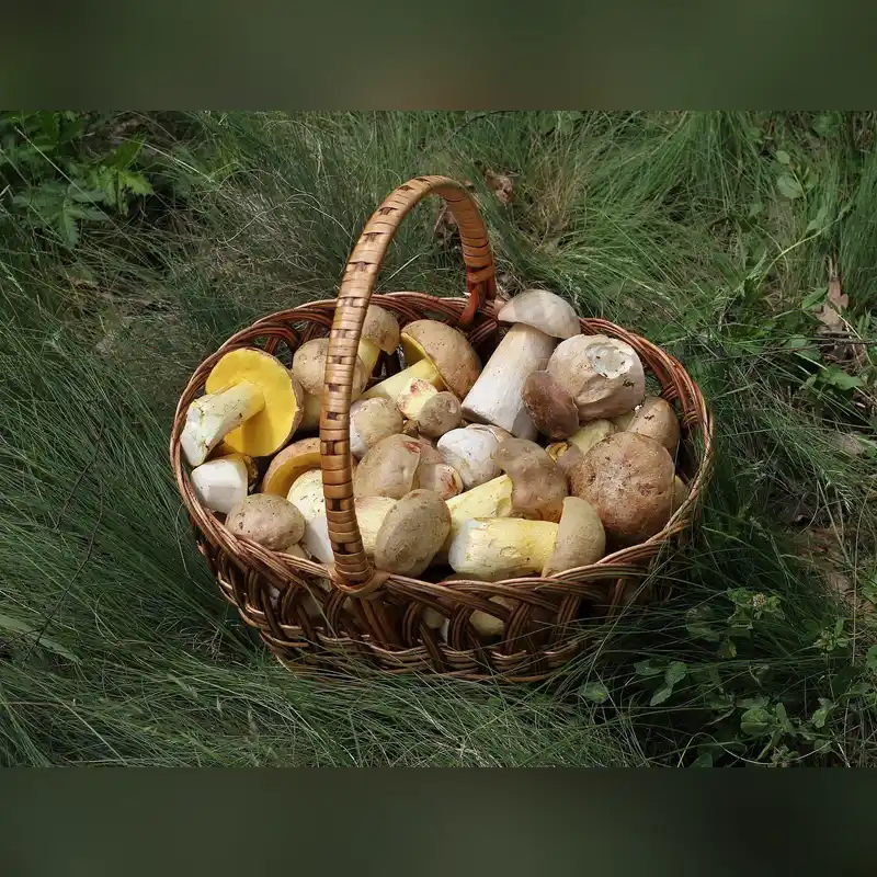 Panier de champignons frais